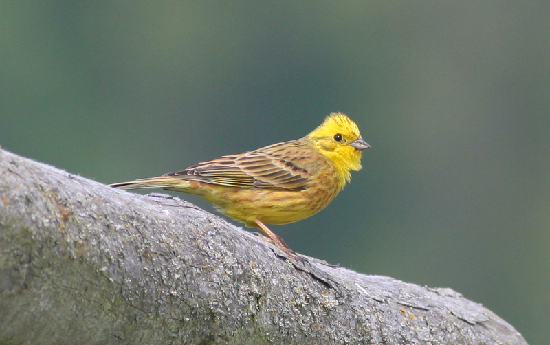 yellowhammer / geelgors