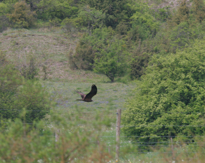 black kite / zwarte wouw