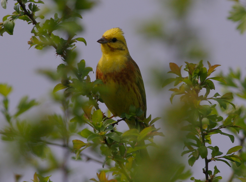 yellowhammer / geelgors
