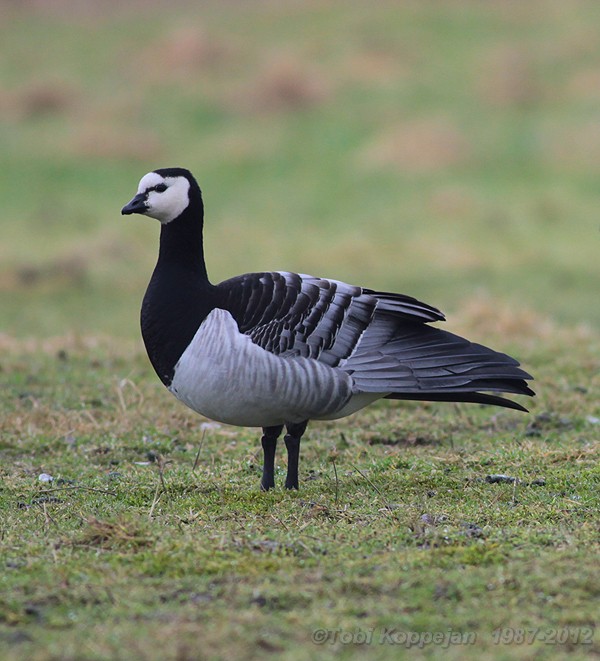 barnacle goose / brandgans