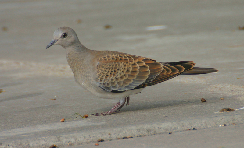 turtle dove / zomertortel, Kerkwerve