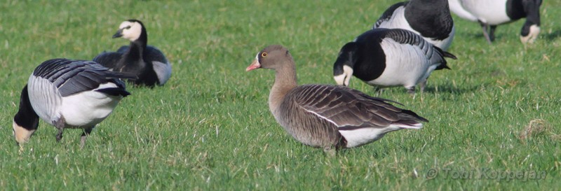 lesser white-fronted goose / dwerggans, Oude Veerseweg, Middelburg