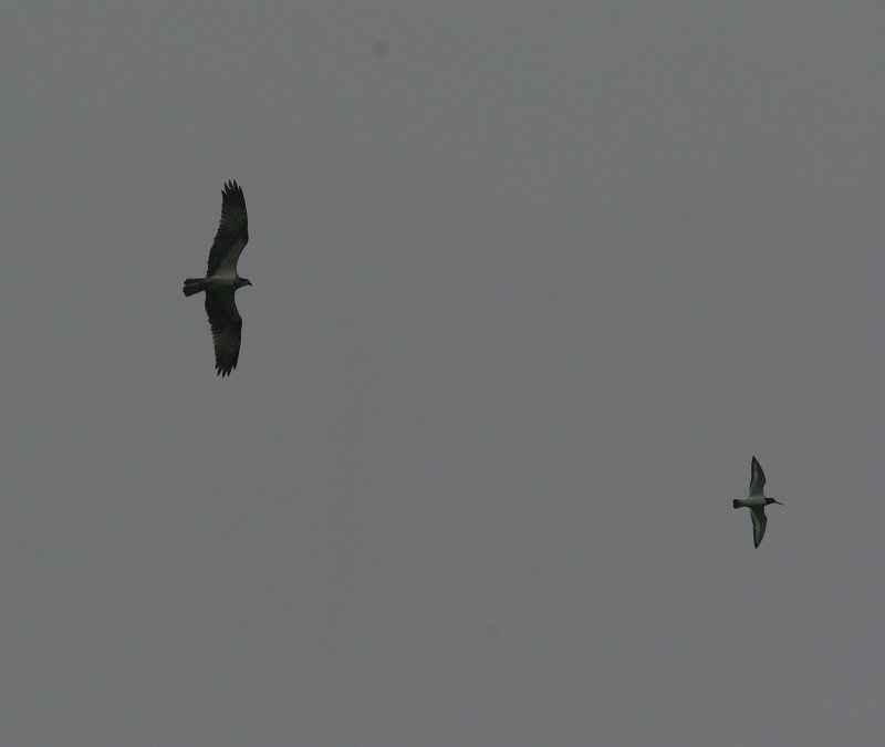 osprey / visarend, St. Laurens weihoek