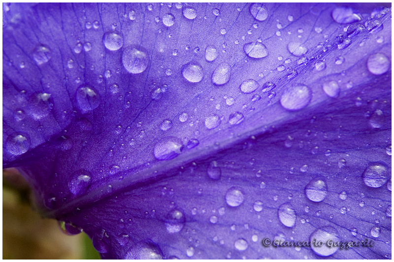 drops on petal