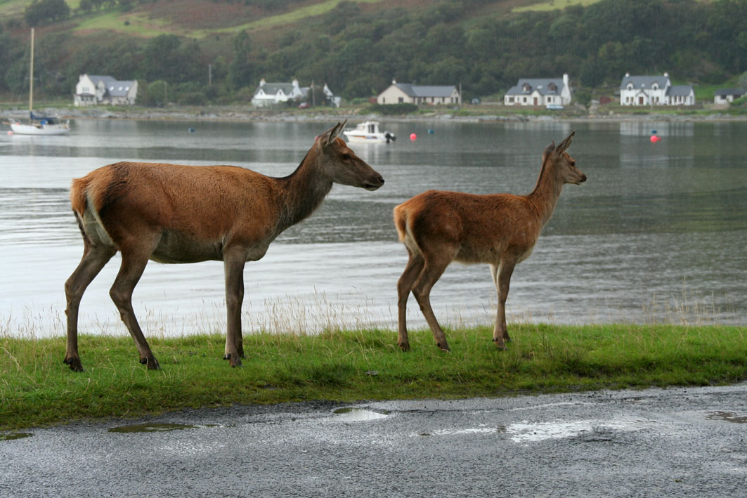 On Arran - Lochranza