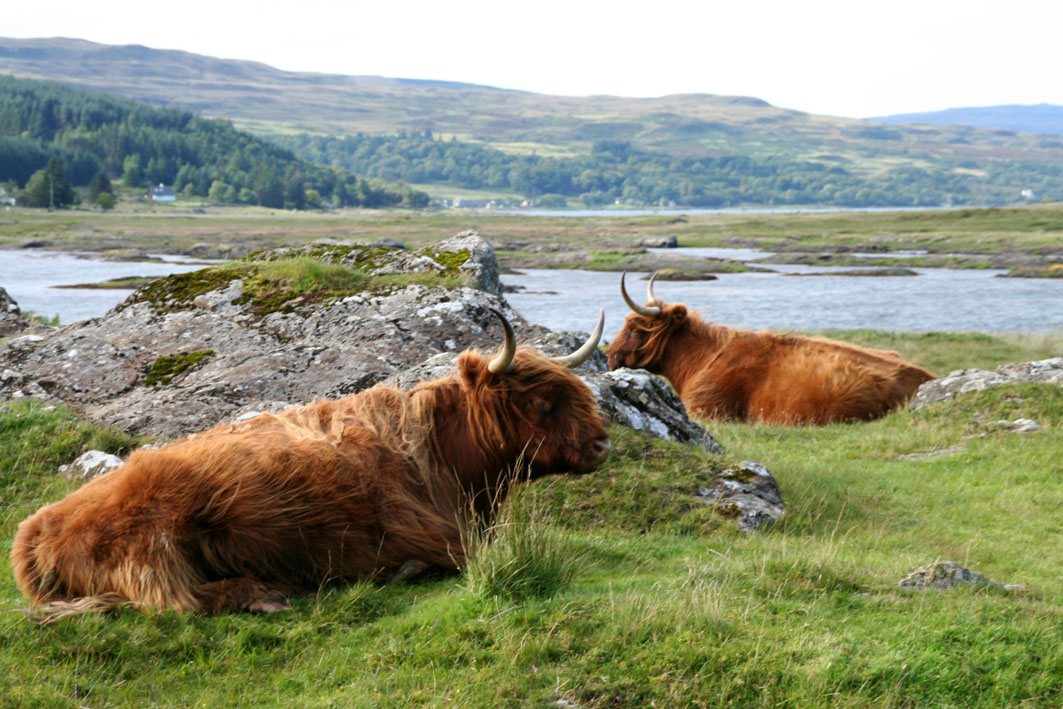 On the Isle of Mull