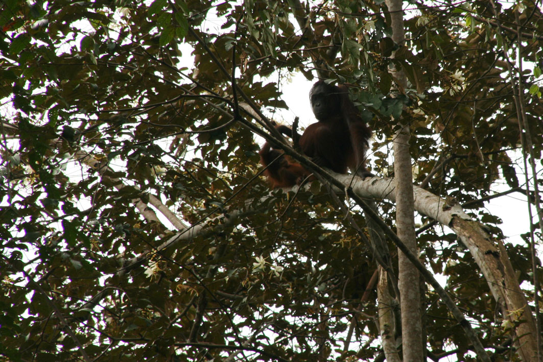 Orang Utan - mother and child