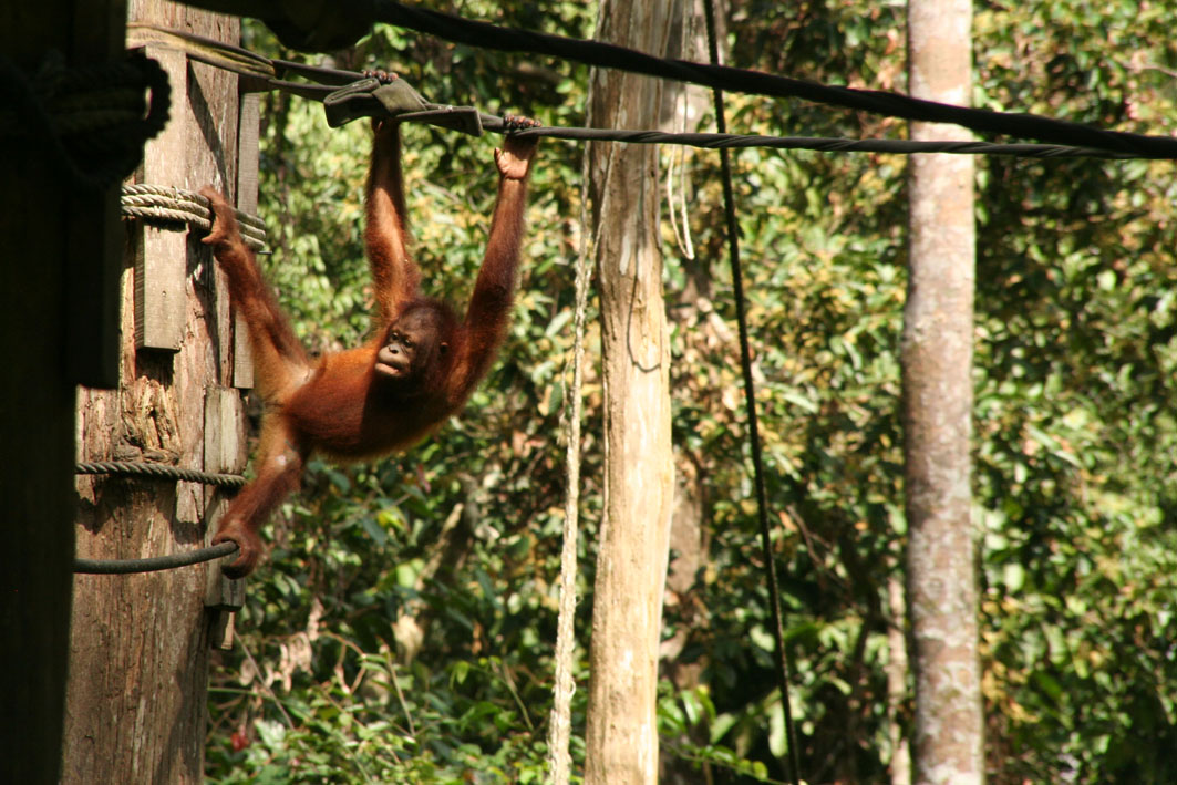 Sepilok - Orang Utan Centre