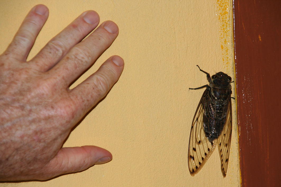 big bug!