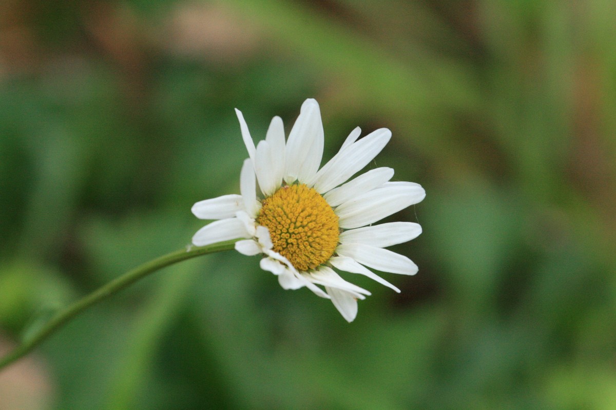 Arkansas Lazy Daisy (Aphanostephus skirrhobasis)