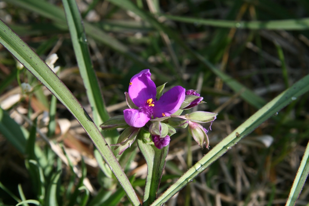Prairie Spiderwort (Tradescantia occidentalis)