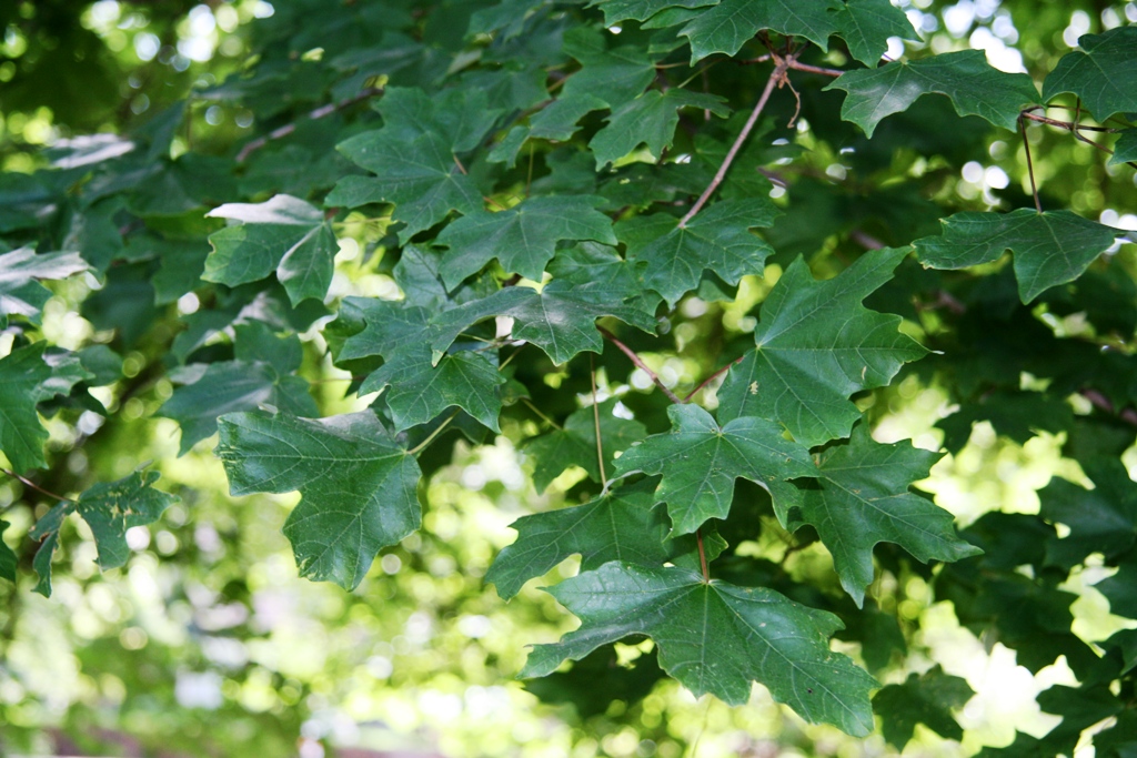 Southern Sugar Maple