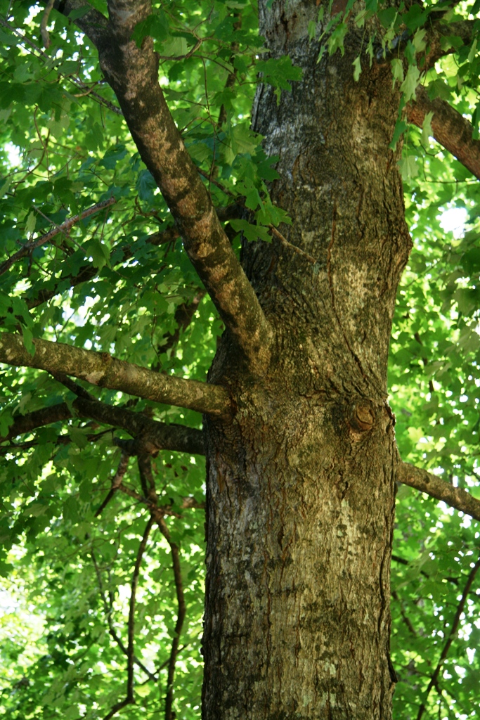 Southern Sugar Maple