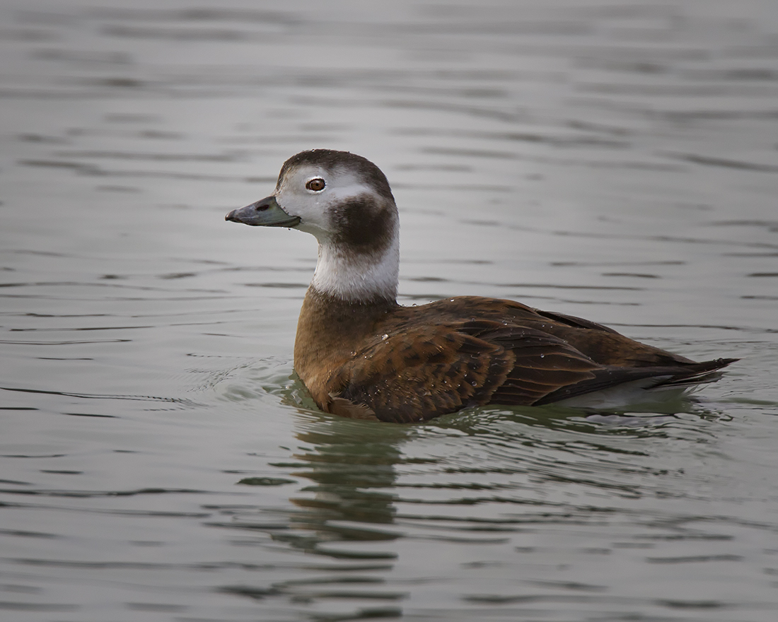 Long Tailed Duck Female IMG_0178.jpg