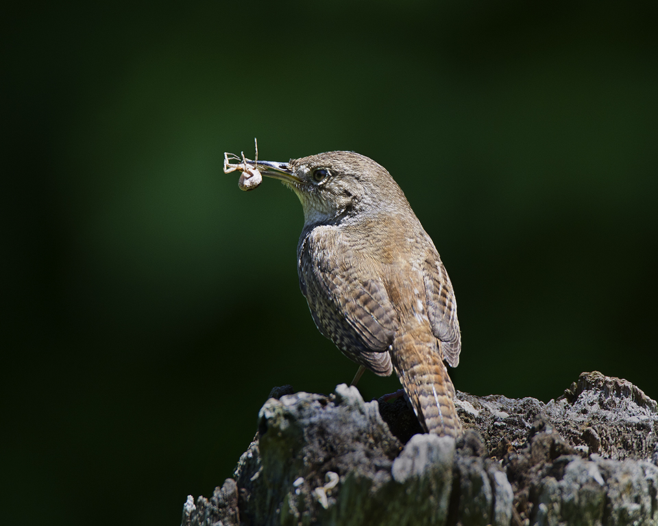 House Wren IMG_9979.jpg