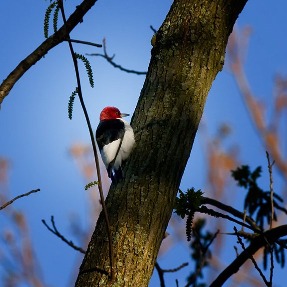 Woodpecker IMG_6916.jpg