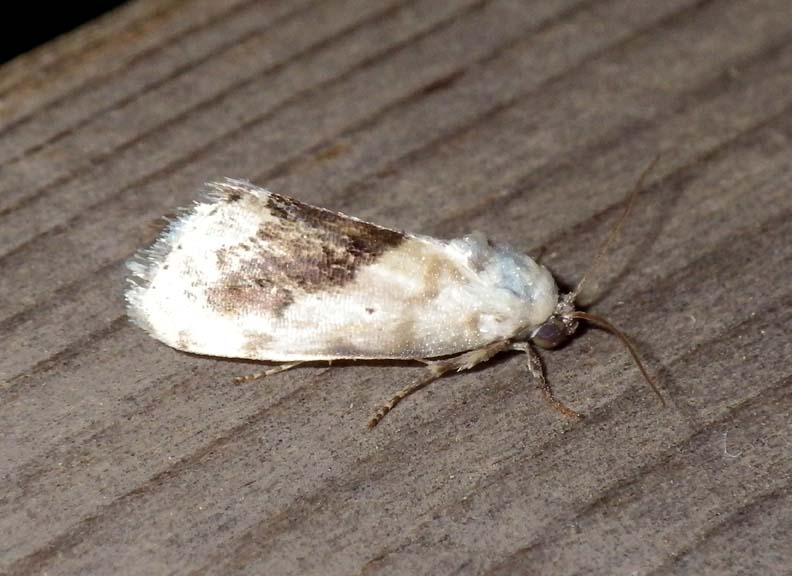 ExposedBirdDroppingMoth1.jpg
