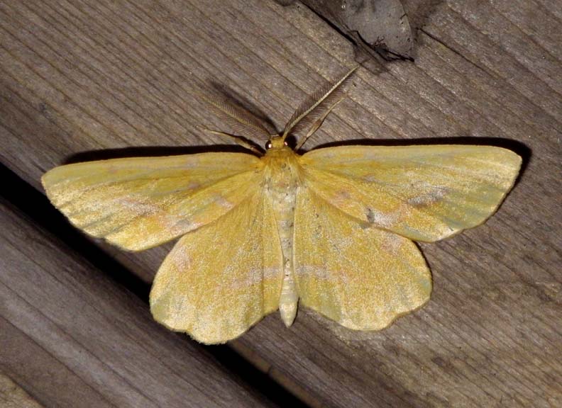 FalseCrocusGeometer1.jpg