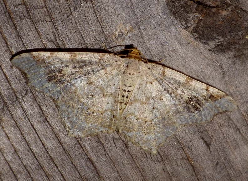 CommonAngleMoth1.jpg