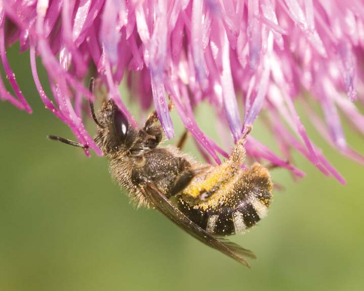 Bee6.jpg