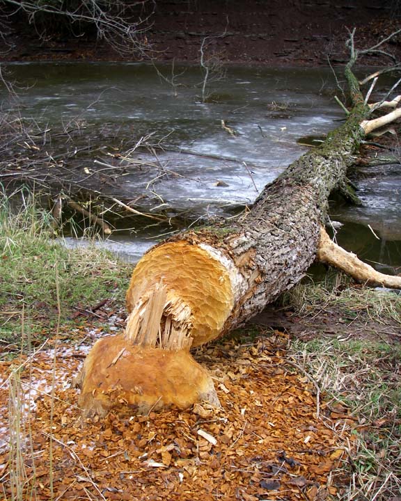 BeaverDamage10.jpg