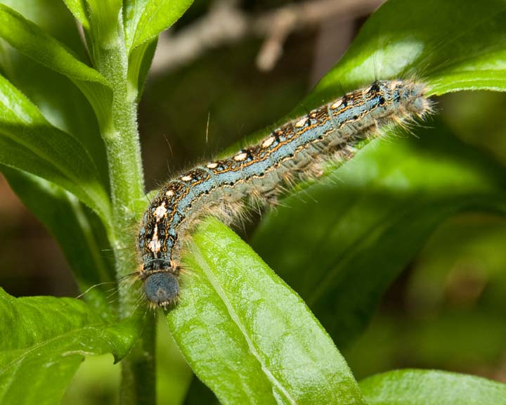 ForestTentCaterpillar2.jpg