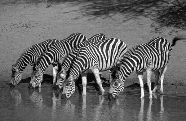 Zebra South Africa