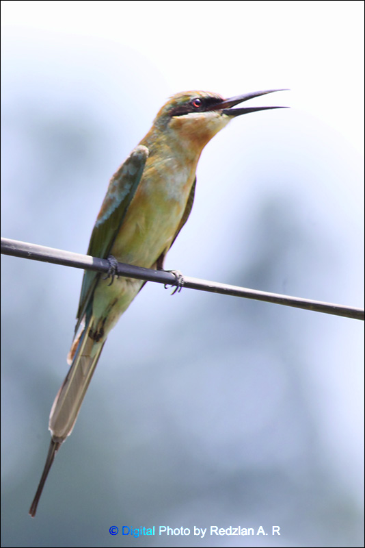 Blue-tail Bee-Eater (Merops philippinus)