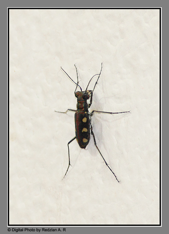 Spotted tiger beetle (Cicindela aurulenta)