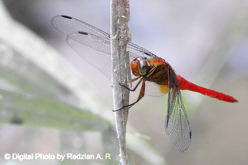Macrodiplax-cora -male