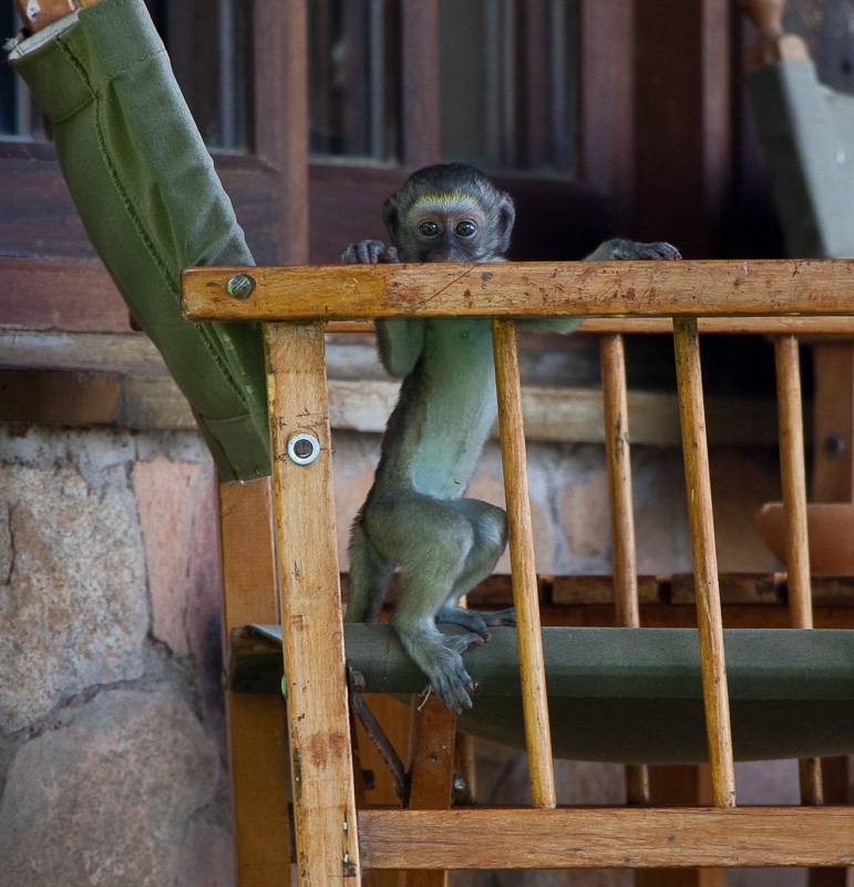 Young Vervet Monkey Says Peek-a-Boo