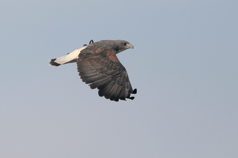 White-tailed Hawk
