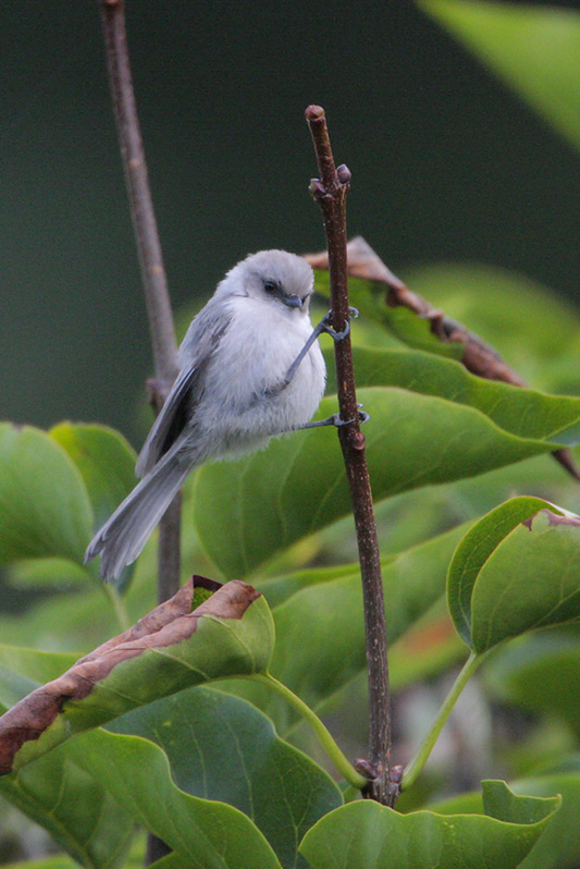 Bushtit