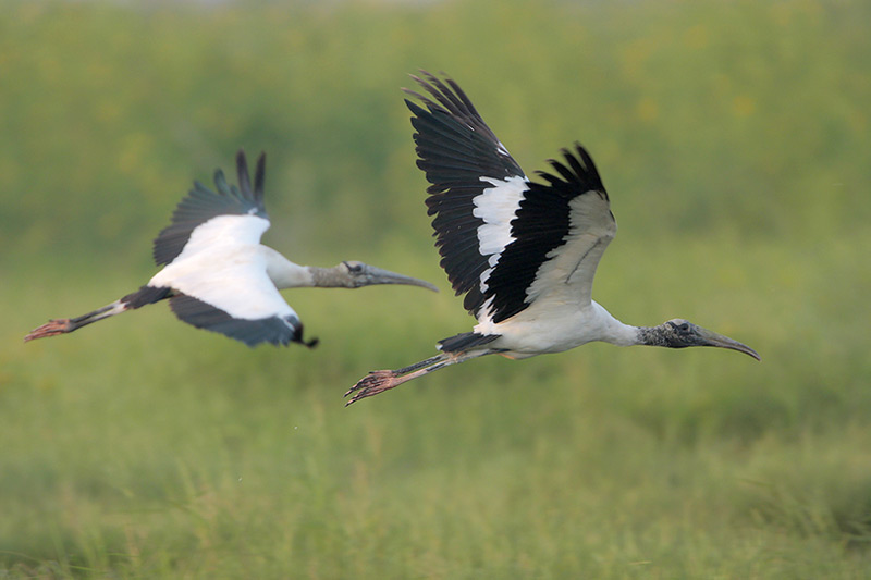 Wood Stork
