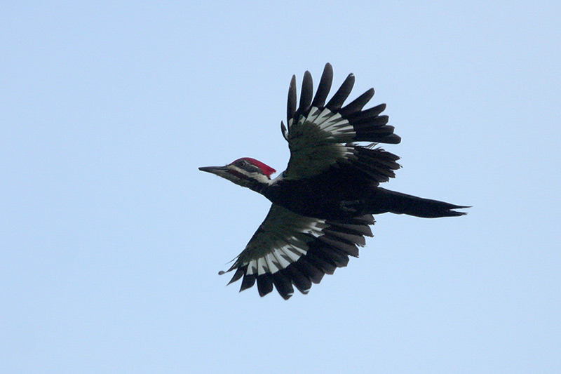 Pileated Woodpecker