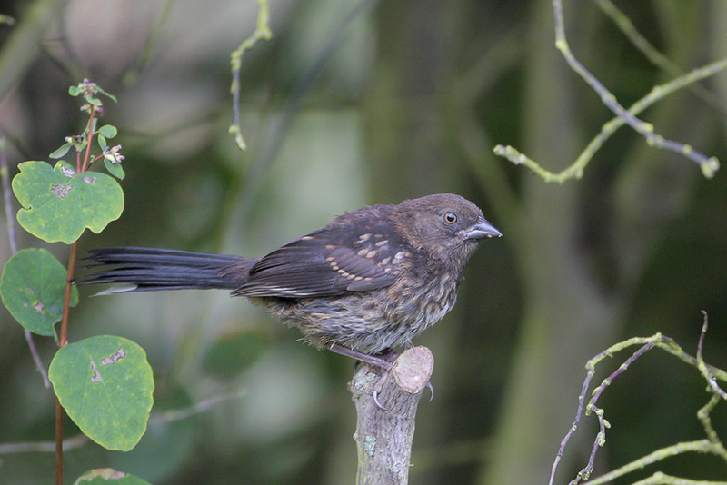 Spotted Towhee