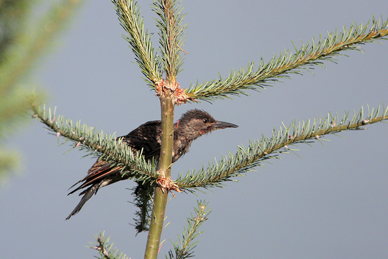 Northern Flicker