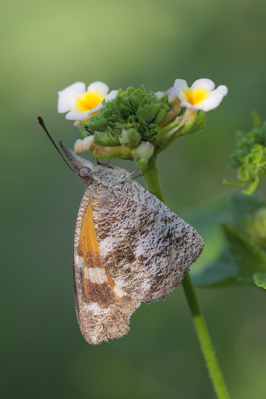 American Snout