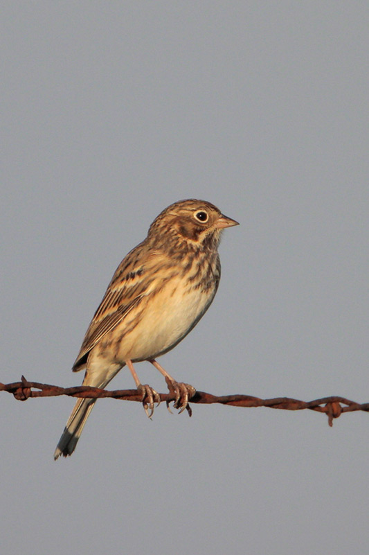 Vesper Sparrow