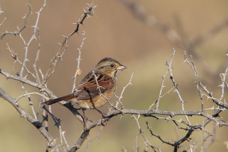 Swamp Sparrow