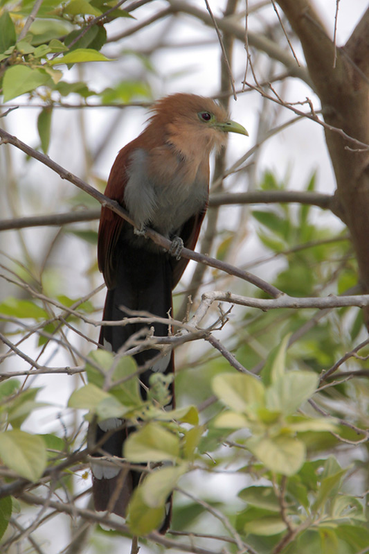 Squirrel Cuckoo