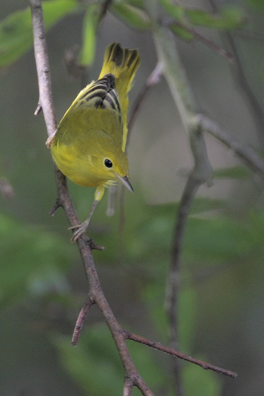 Yellow Warbler