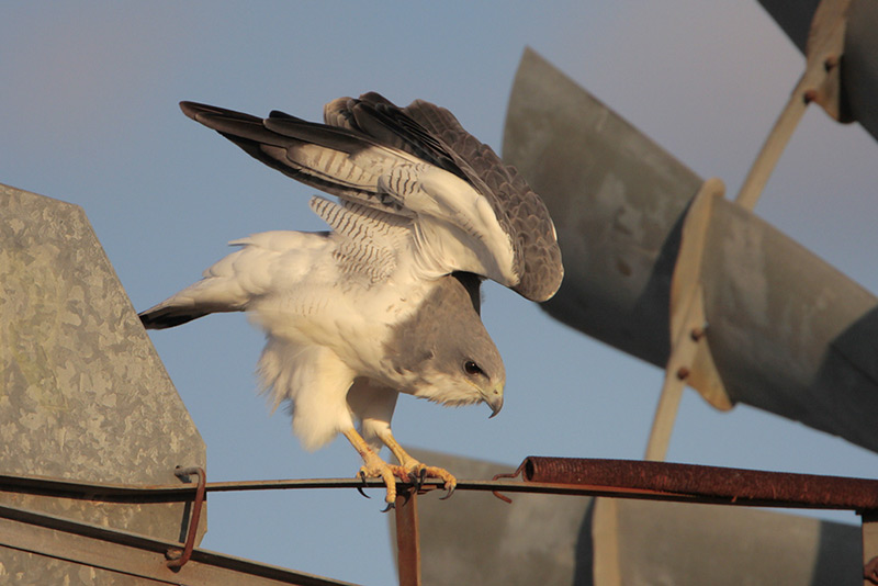White-tailed Hawk