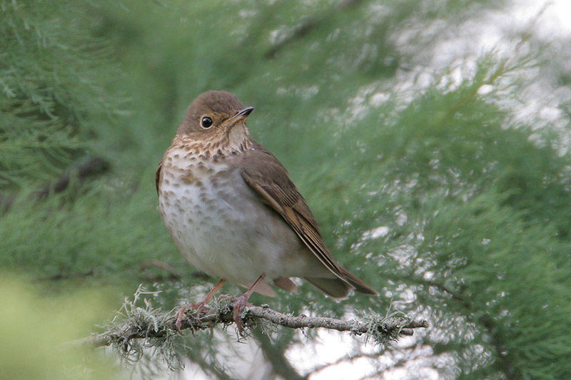 Swainsons Thrush