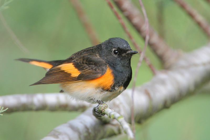 American Redstart