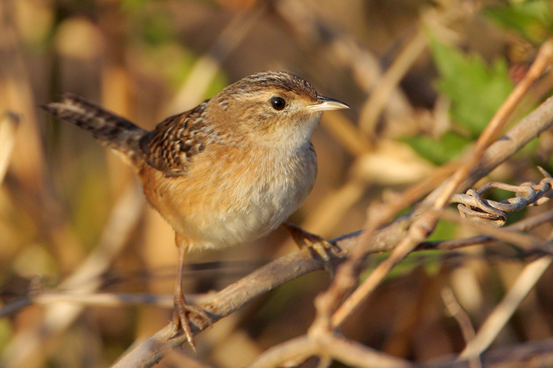 Sedge Wren