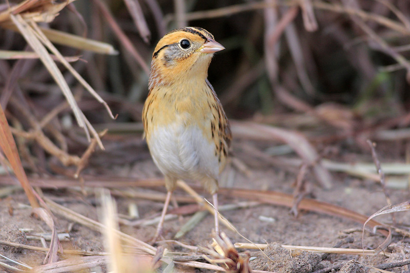 LeContes Sparrow