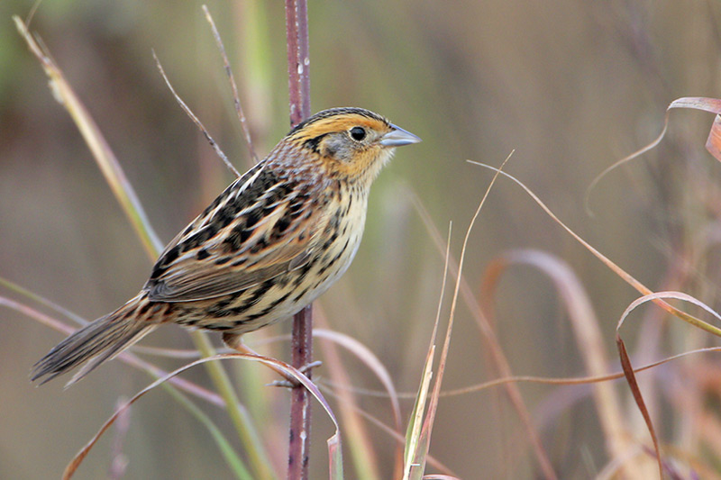 LeContes Sparrow