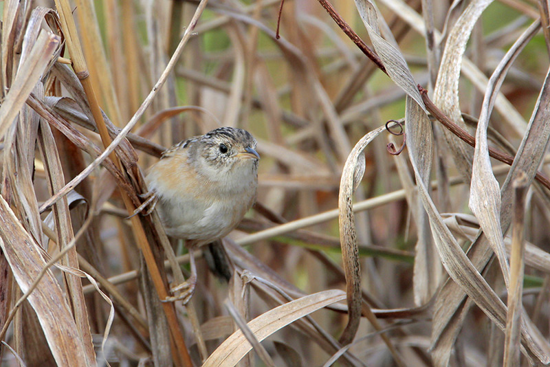 Sedge Wren