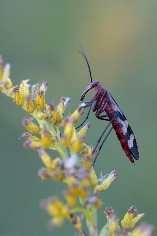 Scorpion Fly (f)